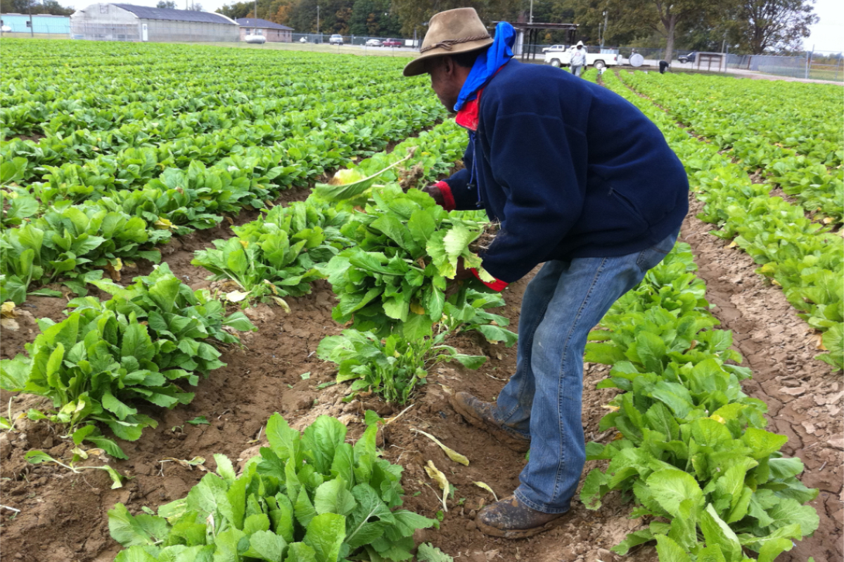 picking lettuce in mississippi as part of delta fresh foods work