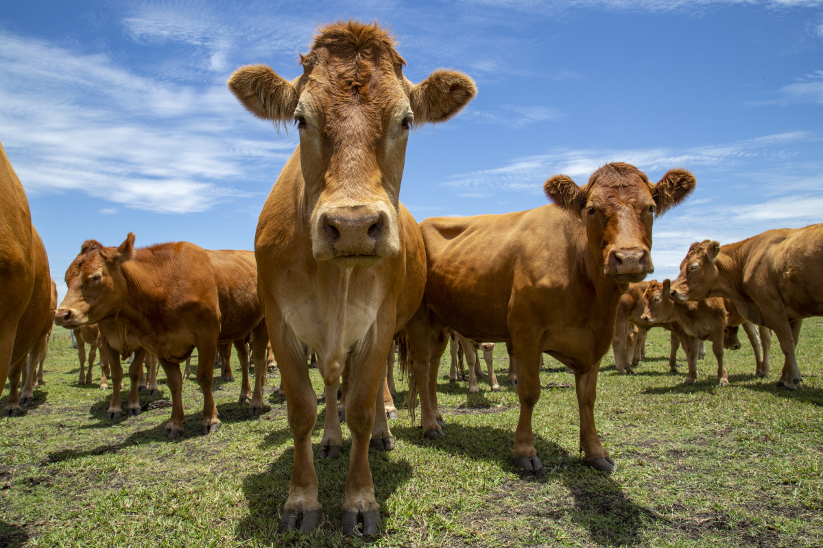 Beef cattle standing in a field