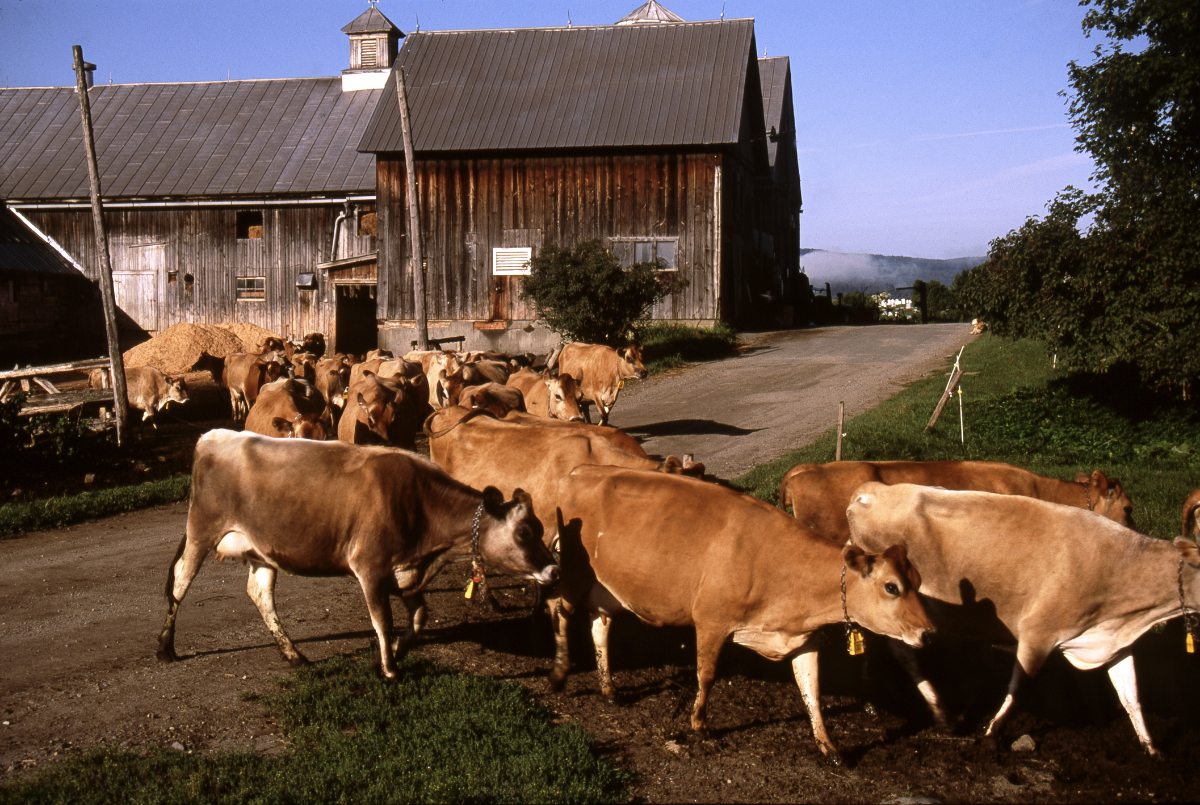 A heard of Jersey dairy cows heading out to pasture on a small dairy farm in vermont that's currently weathering the organic dairy crisis