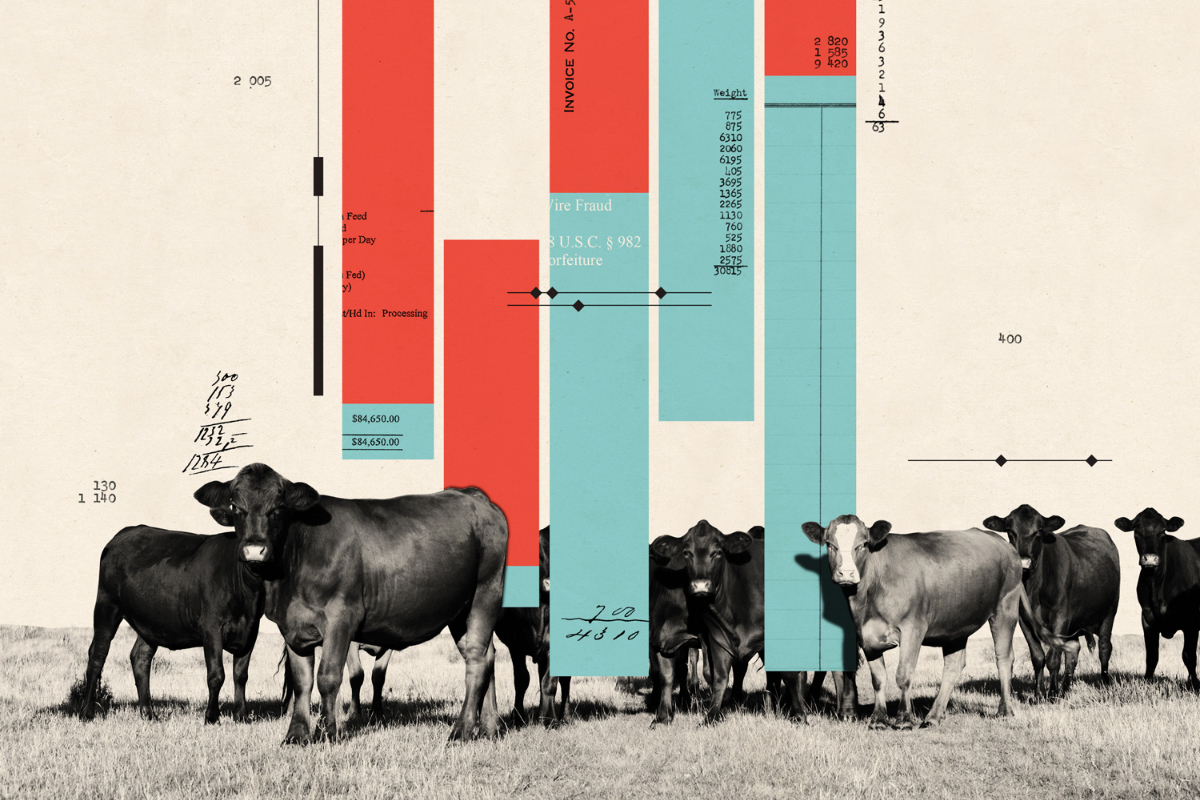 illustration of beef cattle and financial figures