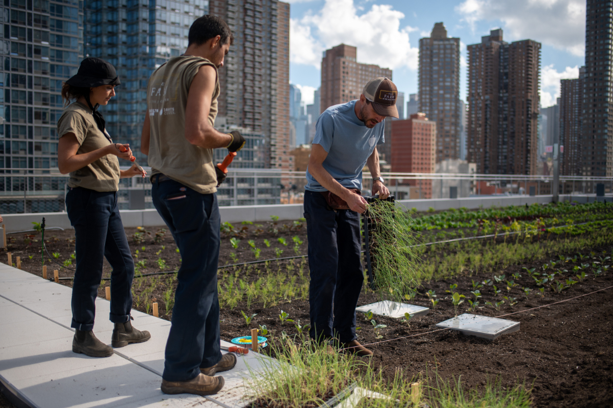 planting crops on the rooftop farm and urban farm at javits convention center in new york city.