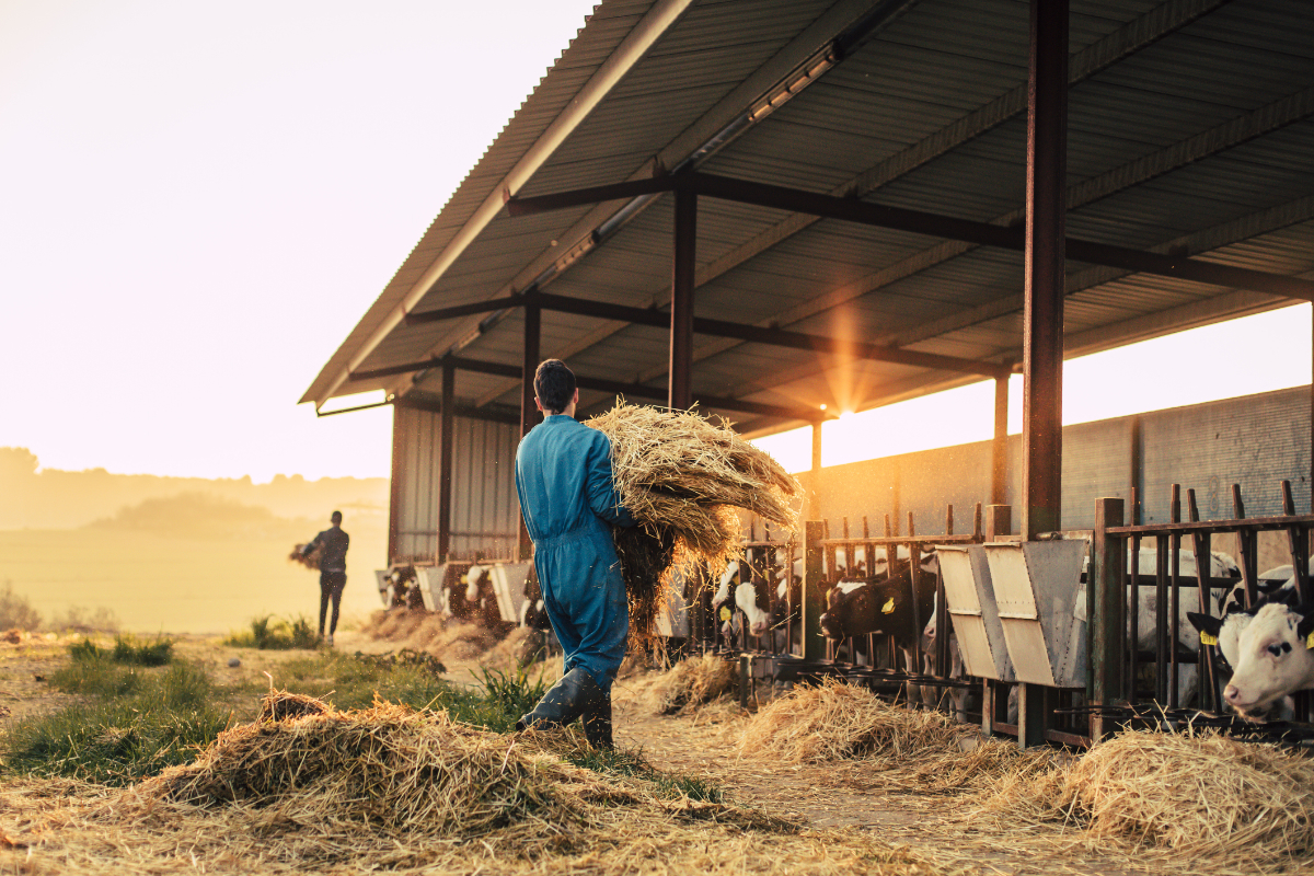 Young farmer wearing blue overall while feeding straw to calves on the farm