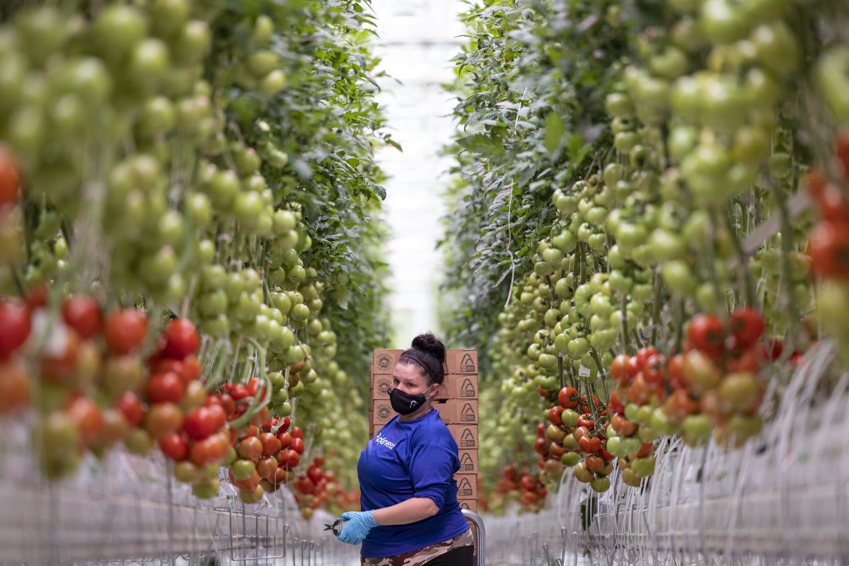 An Appharvest employee harvesting tomatoes in Morehead, Kentucky. (Photo courtesy of Appharvest)