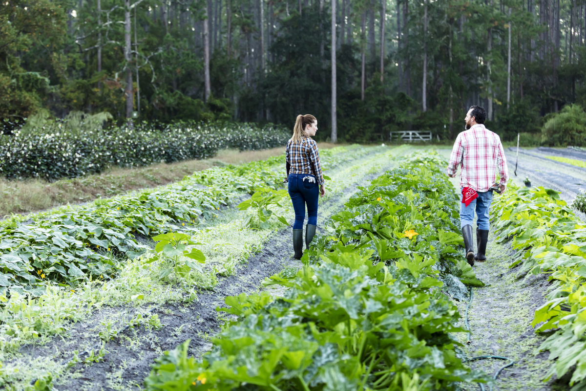 Rear view of a couple working in the field of a family owned farm. They are walking along the rows, separated by a row of vegetable plants, looking at each other and conversing. He is a mature man in his 40s. She is an Hispanic woman in her 30s.