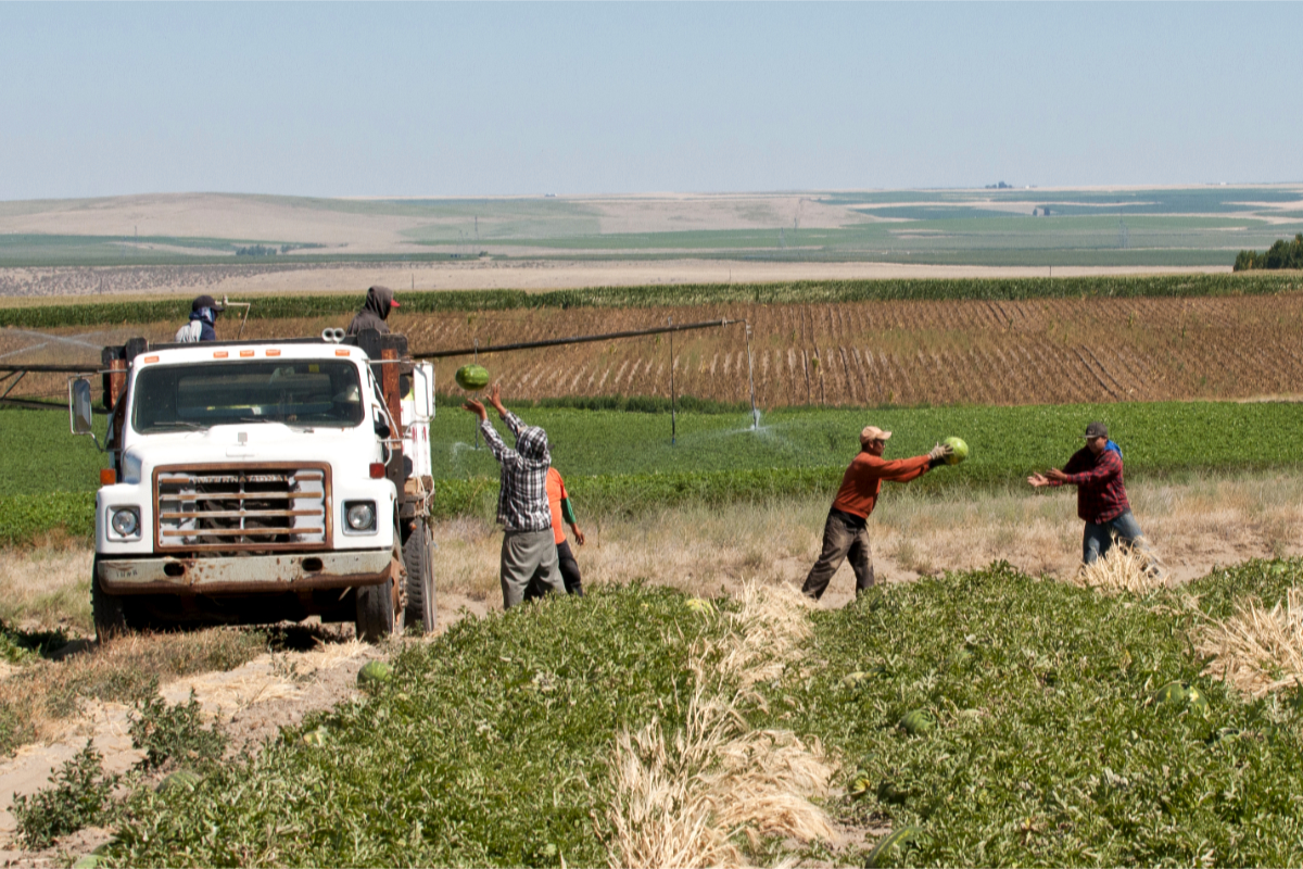 Farmworkers harvesting watermelons at Bellinger Farms in Hermiston, Oregon. (Photo by Andrea Johnson for the Oregon Department of Agriculture)