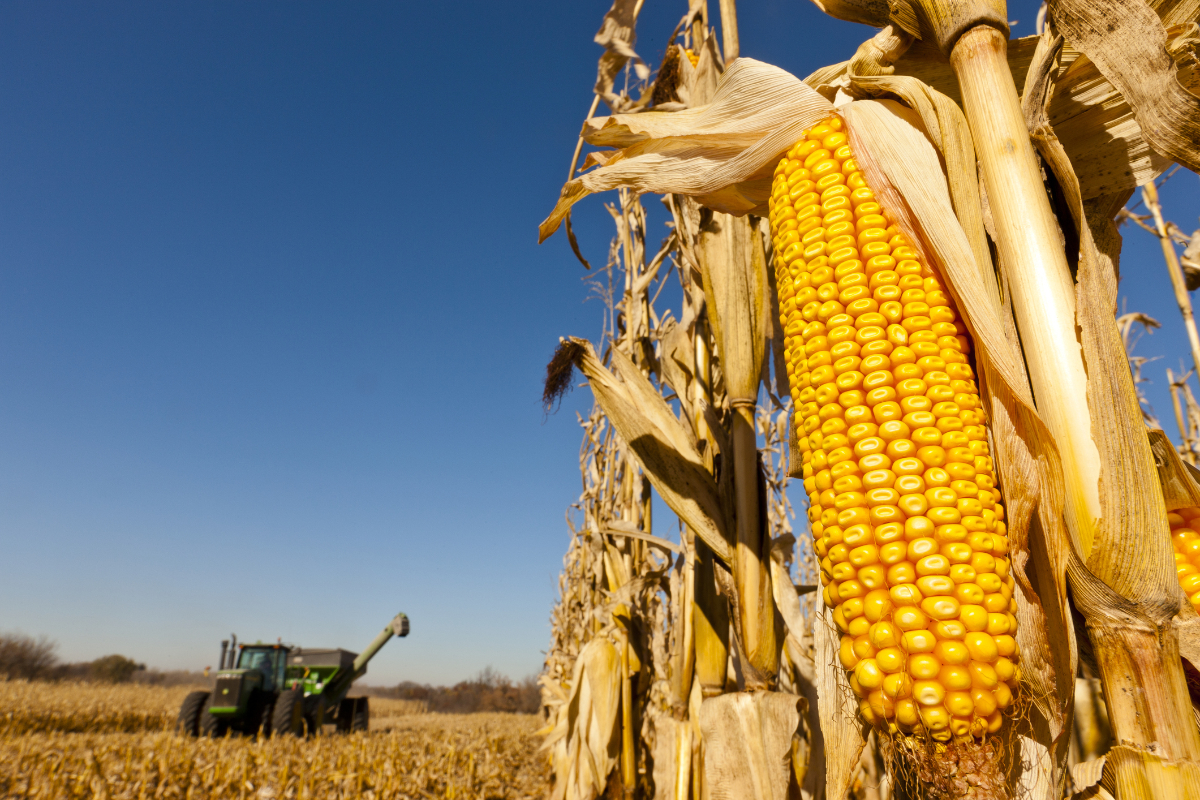 Harvesting corn at Estrem Farms in Nerstrand, Minnesota.