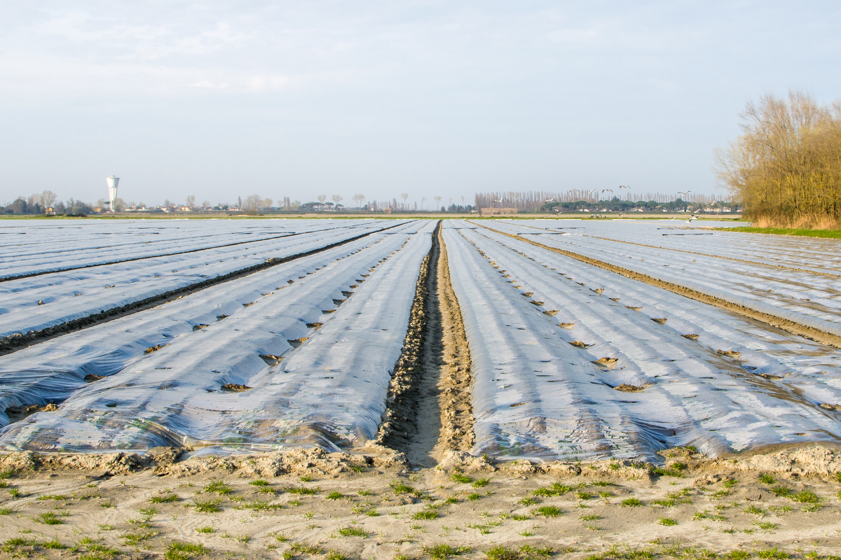 agricultural plastic sheeting covering a bare farm field