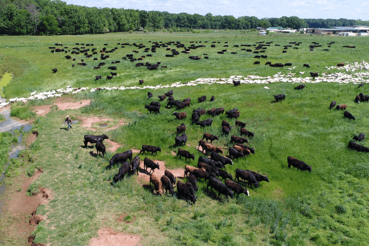 Bulls and sheep grazing near a creek at Will Harris's regenerative farm, White Oak Pastures.