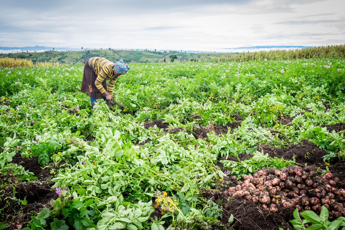 Smallholder potato farmer harvesting in Kenya on an agroecology focused farm