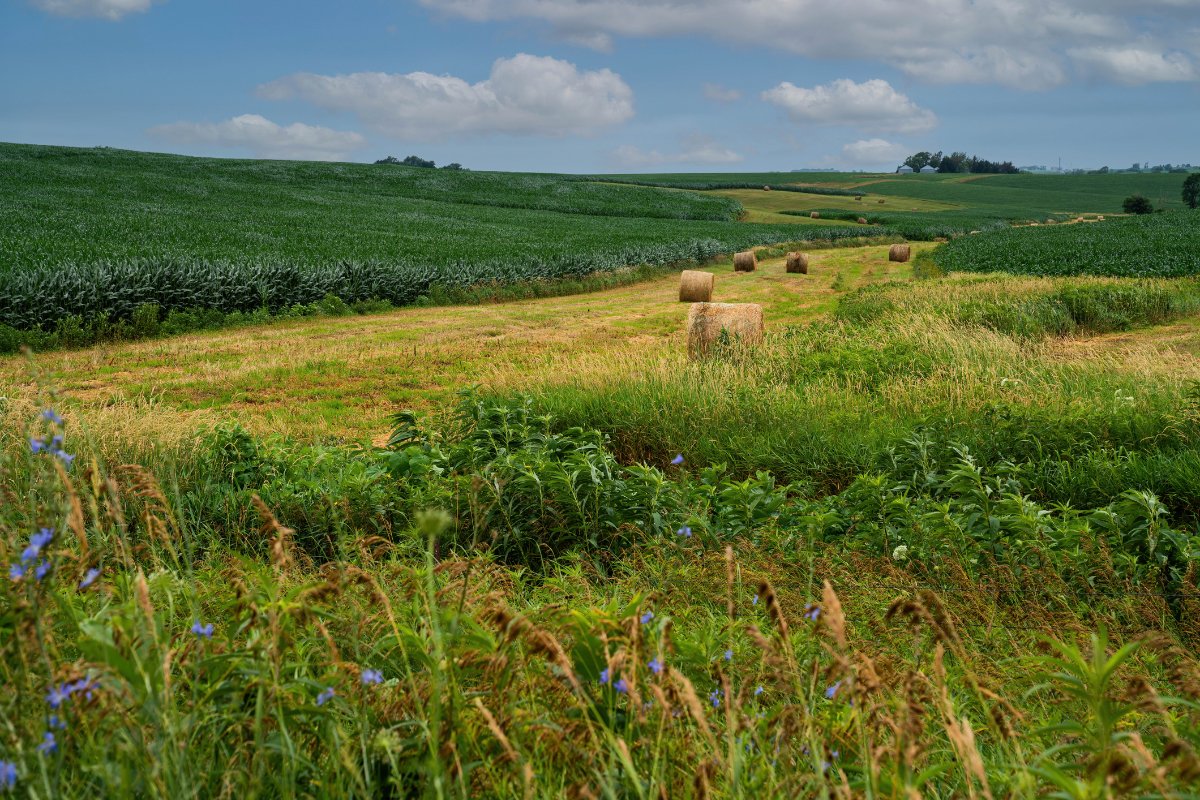 Scenic view of an agriculture field against prairie in Madison County Iowa