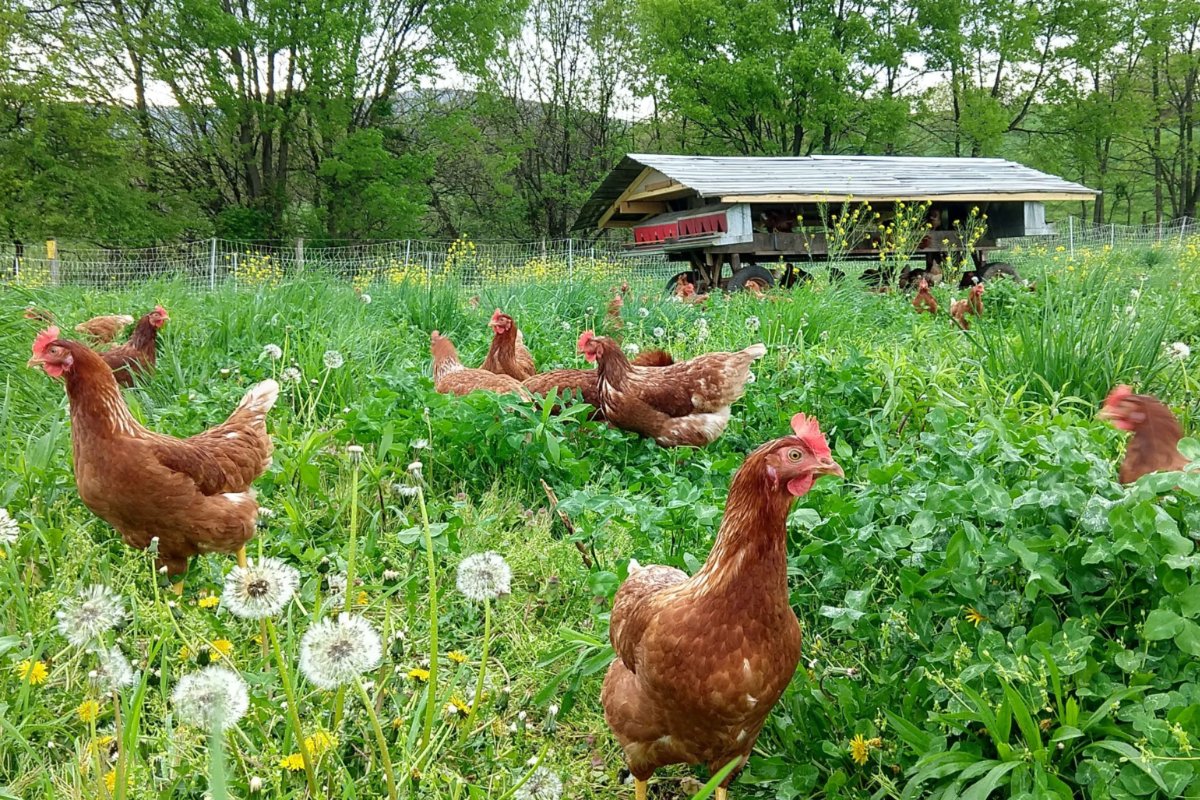 Chickens graze outside their mobile pen on Open Book Farm. (Photo credit: Mary Kathryn Barnet)