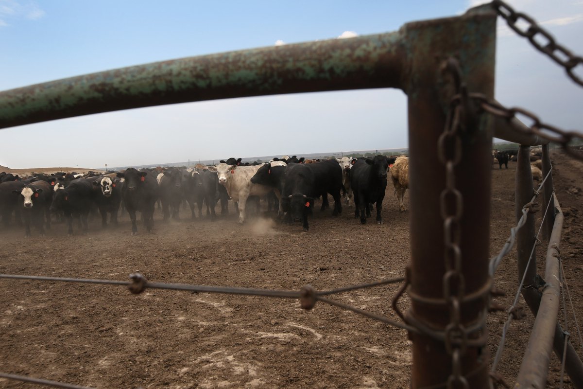 WILEY, CO - AUGUST 22: Cattle crowd inside a feedlot operated by JBS Five Rivers Colorado Beef on August 22, 2012 in Wiley, Colorado. The severe drought has dried up most of eastern Colorado's natural grassland, forcing many ranchers to sell off much of their livestock to feedlots, which fatten up the cattle for slaughter. More than 50 percent of high plains areas of eastern Colorado, Nebraska and Kansas are still in extreme or exceptional drought, despite recent lower temperatures, according to the University of Nebraska's Drought Monitor. The record-breaking summer weather, which has affected more than half of the continental United States, is expected to drive up food prices by 2013, due to lower crop harvests and the adverse effect on the nation's cattle industry. (Photo by John Moore/Getty Images)