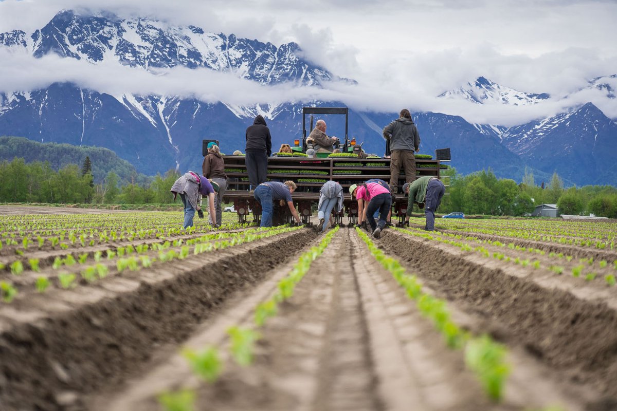 farming in alaska (Photo courtesy of the Alaska Department of Natural Resources)