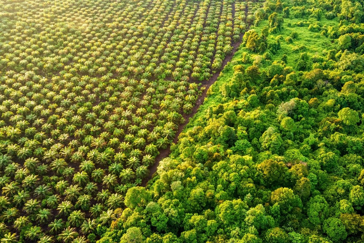 A palm oil plantation at the edge of a rainforest in Malaysia.