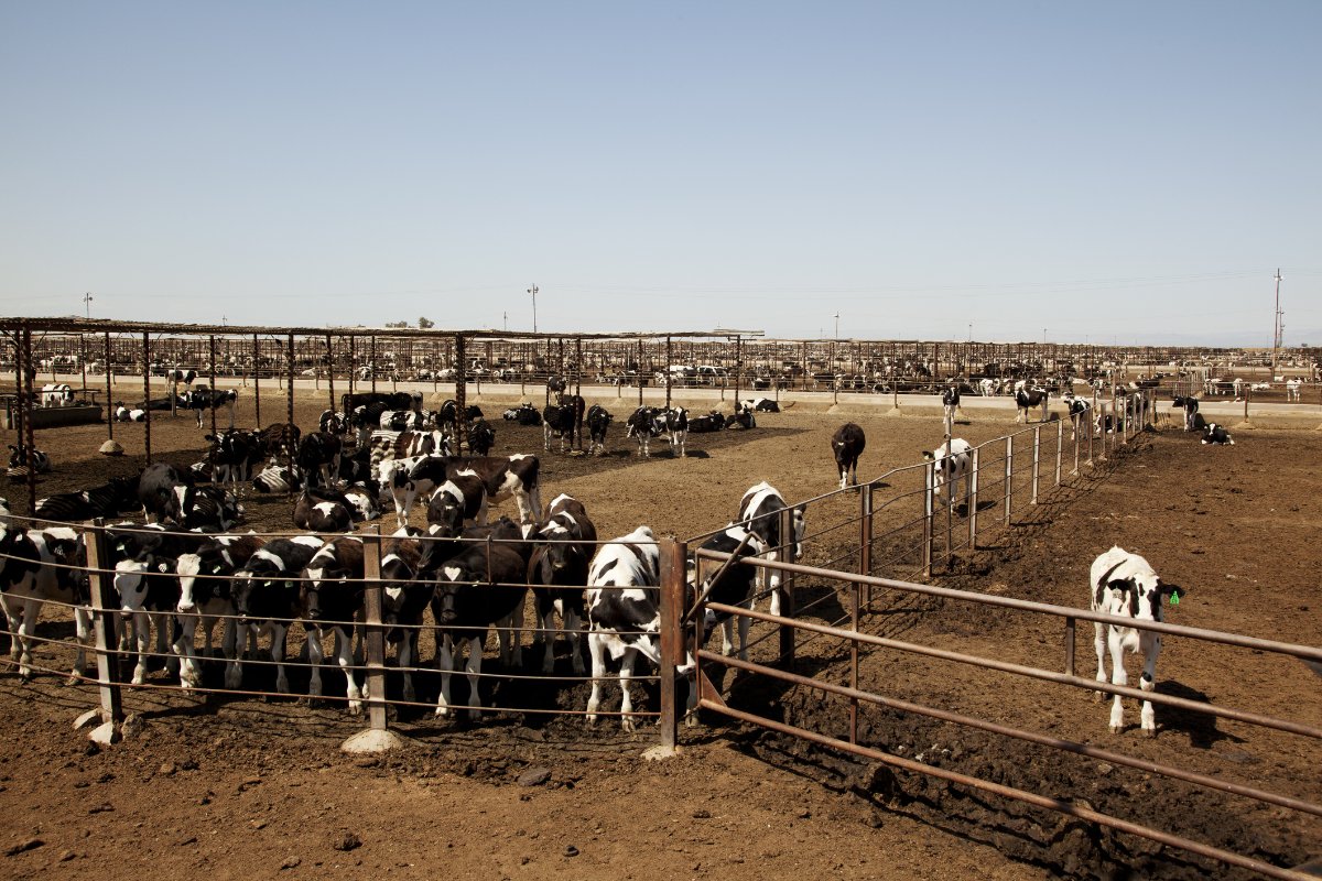 A milk tanker drives by a dairy feedlot in California.