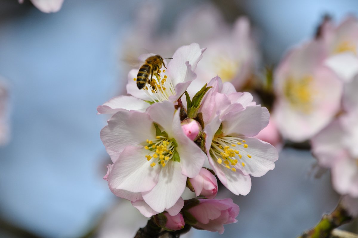 Close-up of honey bee pollinating almond blossom in Northern California almond orchard. California contributes over 80% to the worldwide almond market with many of those almonds being grown in Butte County.