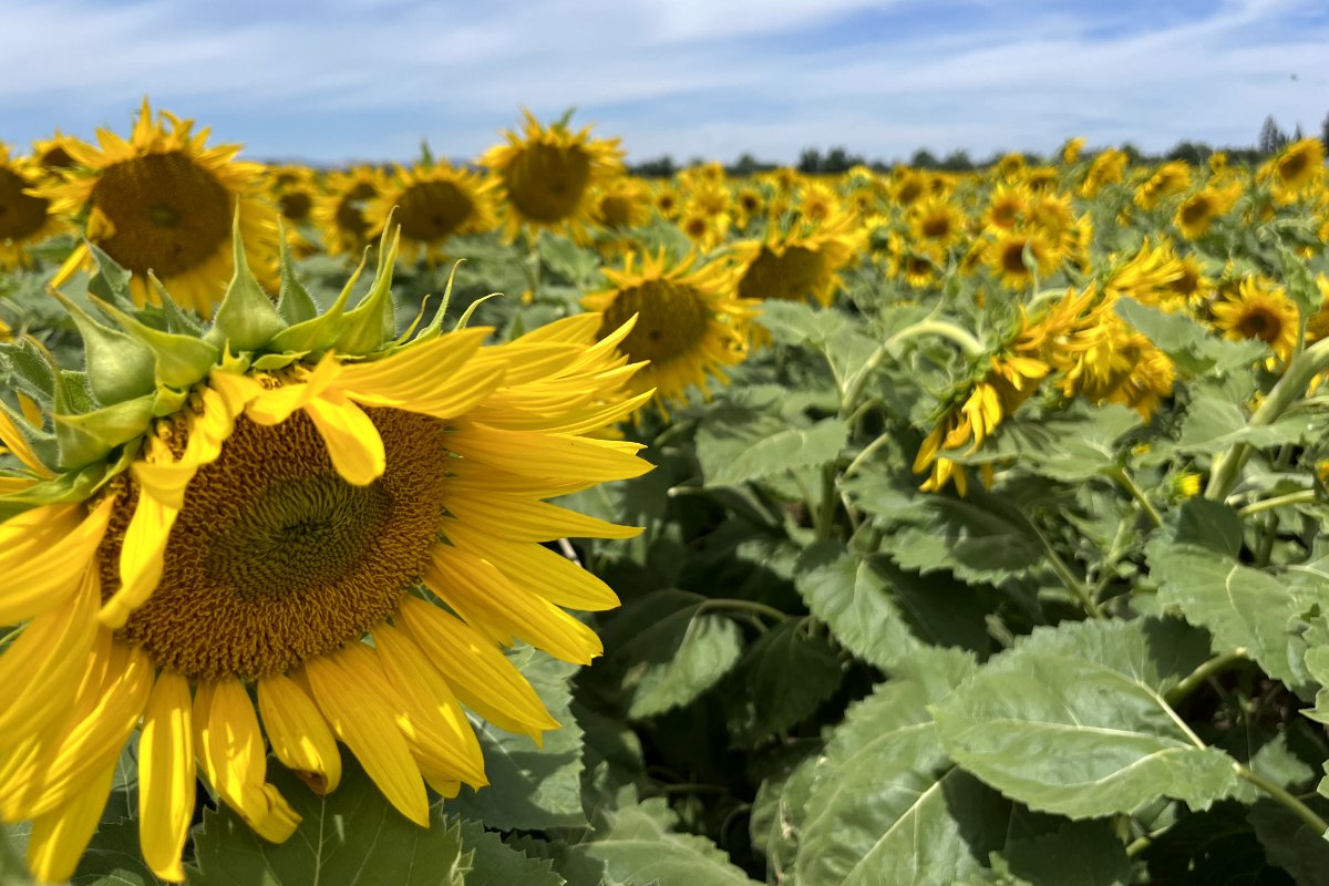 sunflowers in a field in northern california