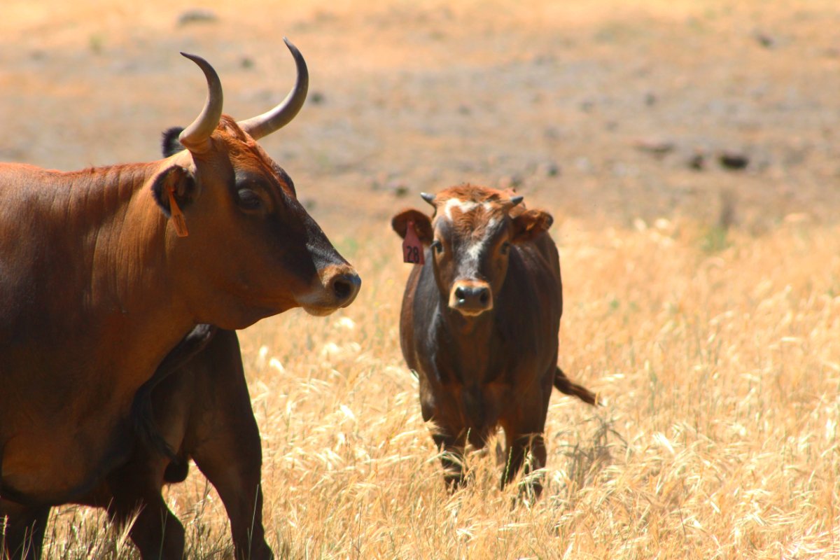 criollo cattle grazing