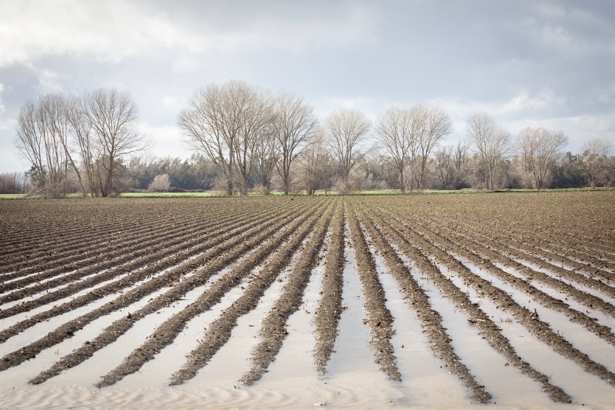 Flooded fields in winter