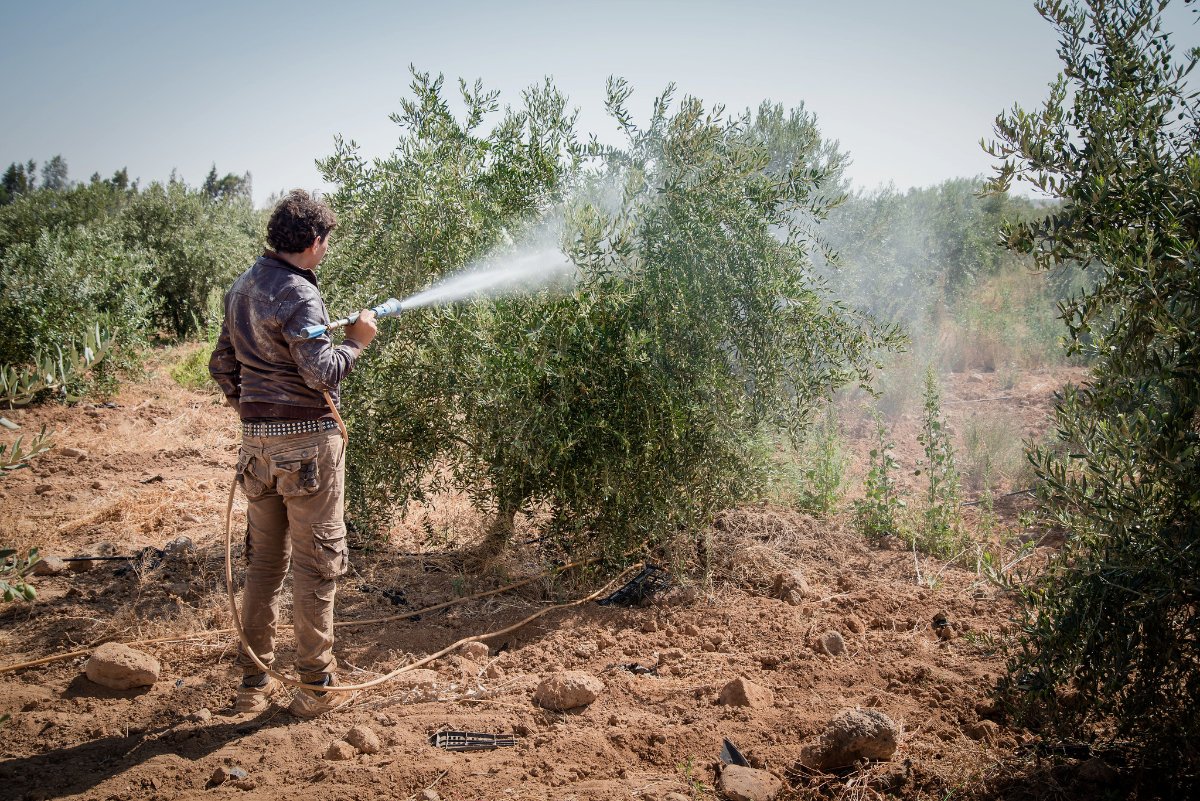 Farmworker spraying pesticides on a farm in Jordan. Photo CC-licensed by Seersa Abaza, IWMI.