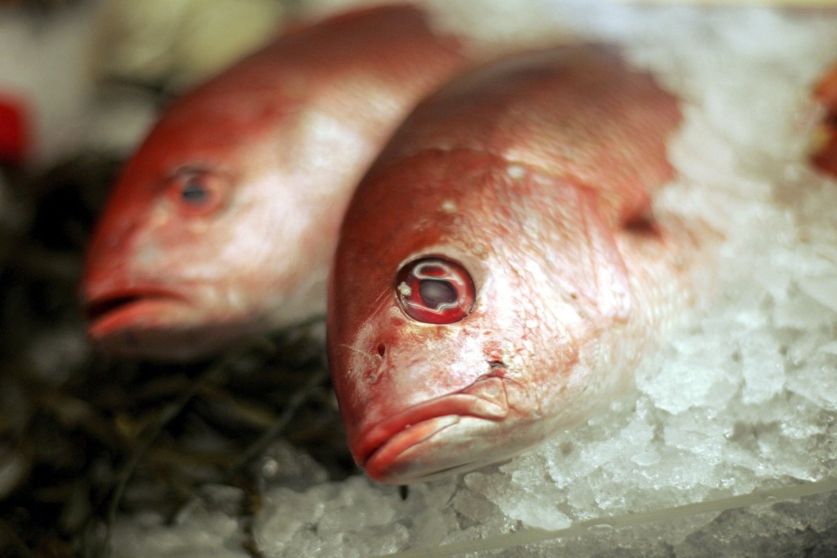 SAN FRANCISCO - OCTOBER 17: Fresh Red Snapper lies on ice at the San Francisco Fish Company October 17, 2006 in San Francisco, California. A study by the Institute of Medicine found that eating fresh seafood twice a week is healthy for your heart and may reduce the risk of heart disease. The study also says that eating fish twice a week also outweighs the risk of exposure to mercury and other dangerous contaminants. (Photo by Justin Sullivan/Getty Images)