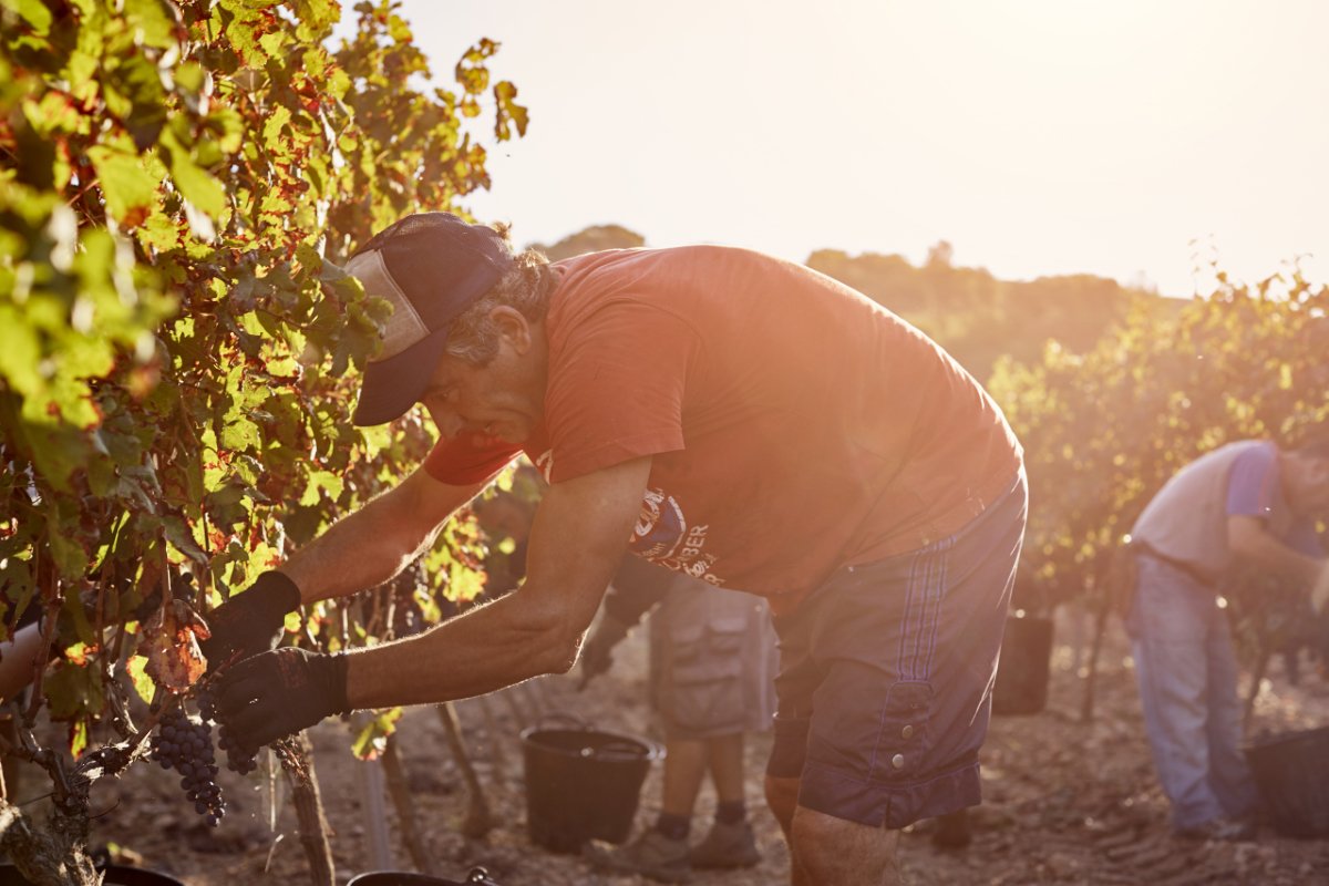 farm worker harvesting grapes in the midst of a climate change driven heat wave