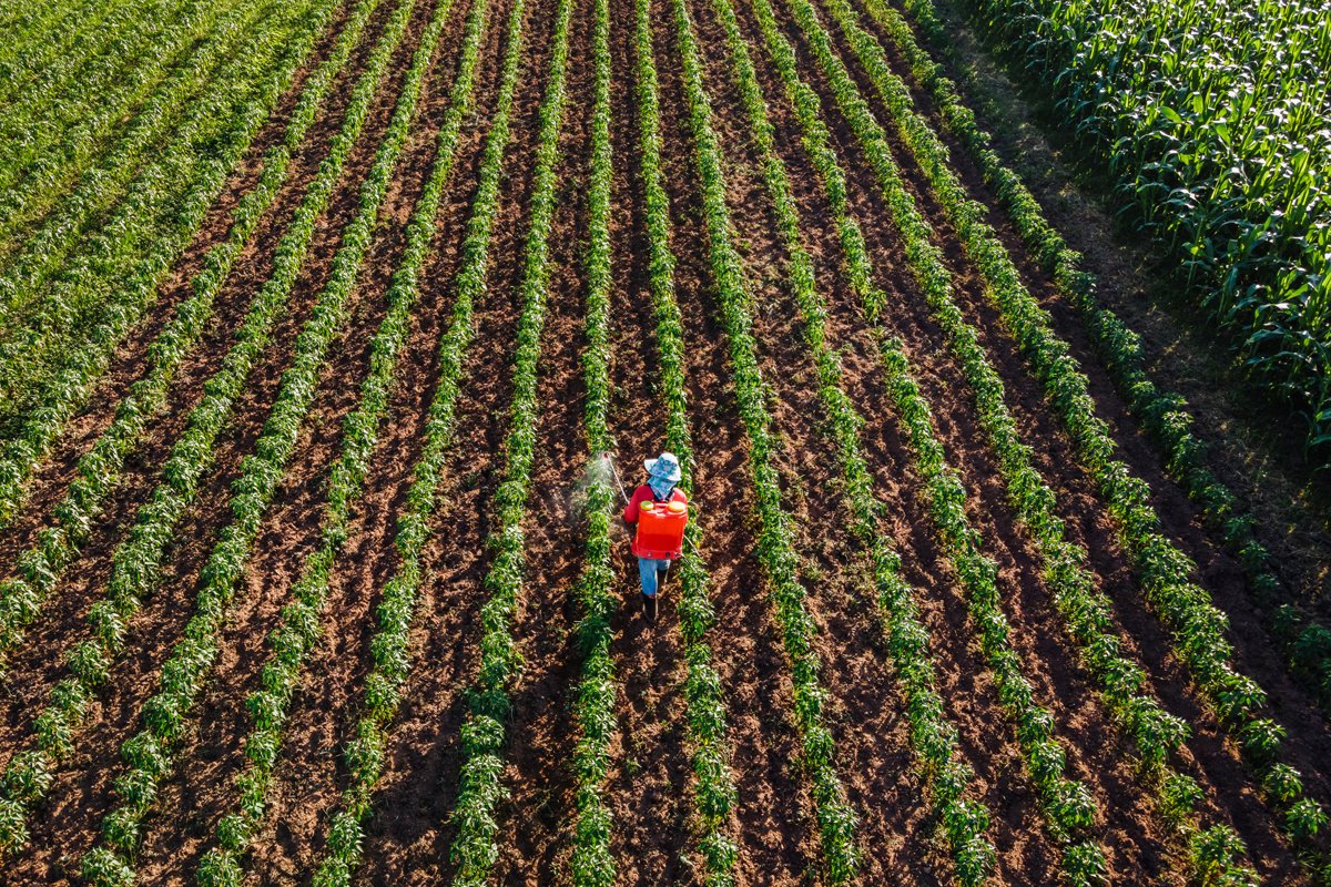 Aerial view of farmer spraying growing chilli plant in field. - stock photo