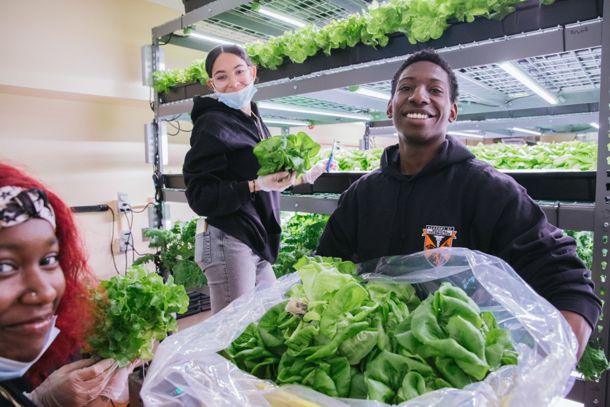 Harvesting greens at Teens for Food Justice. (Photo credit: Jessica DiMento)