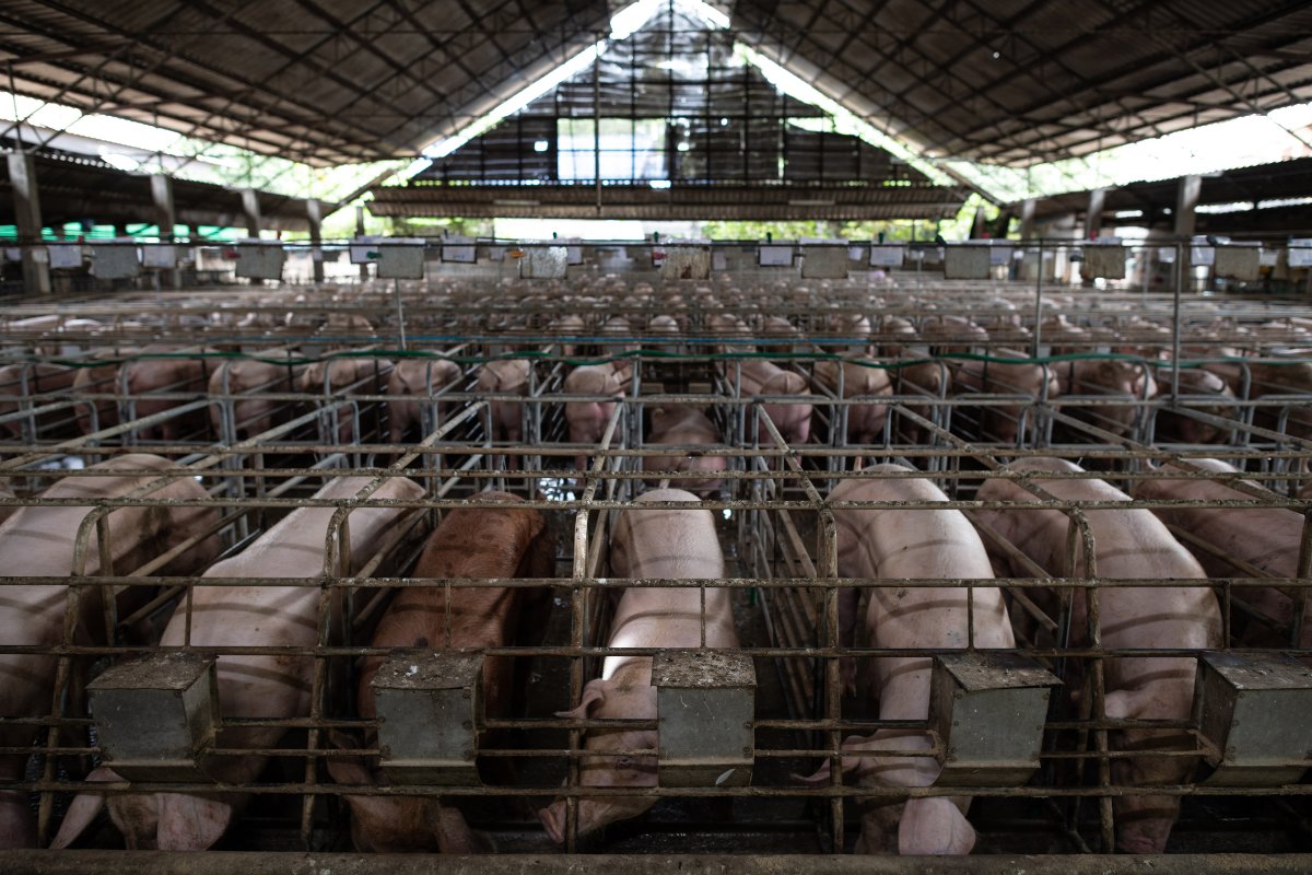 hogs in gestation crates in a large factory farm