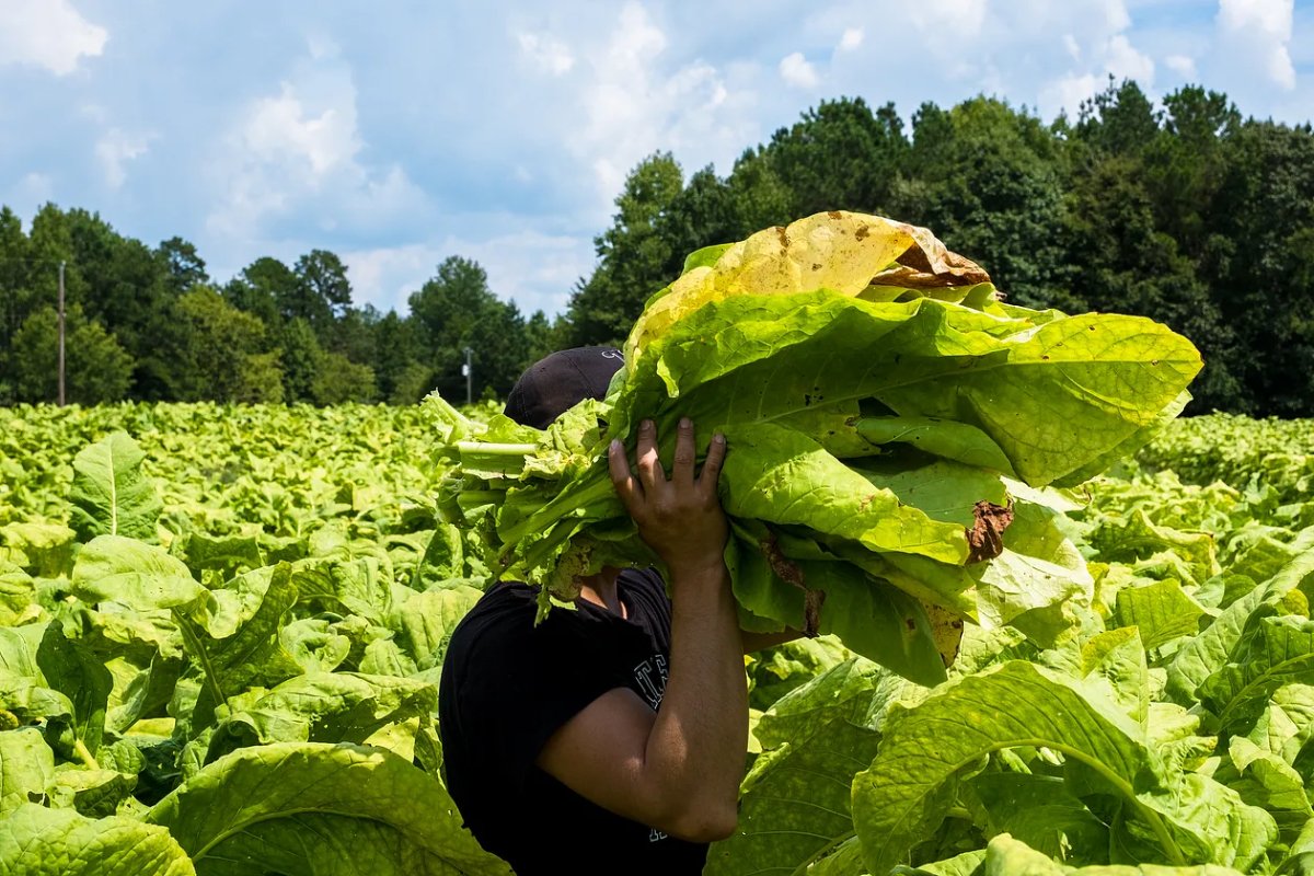 Farm workers' efforts to organise have been impeded by Brent Jackson's political ventures