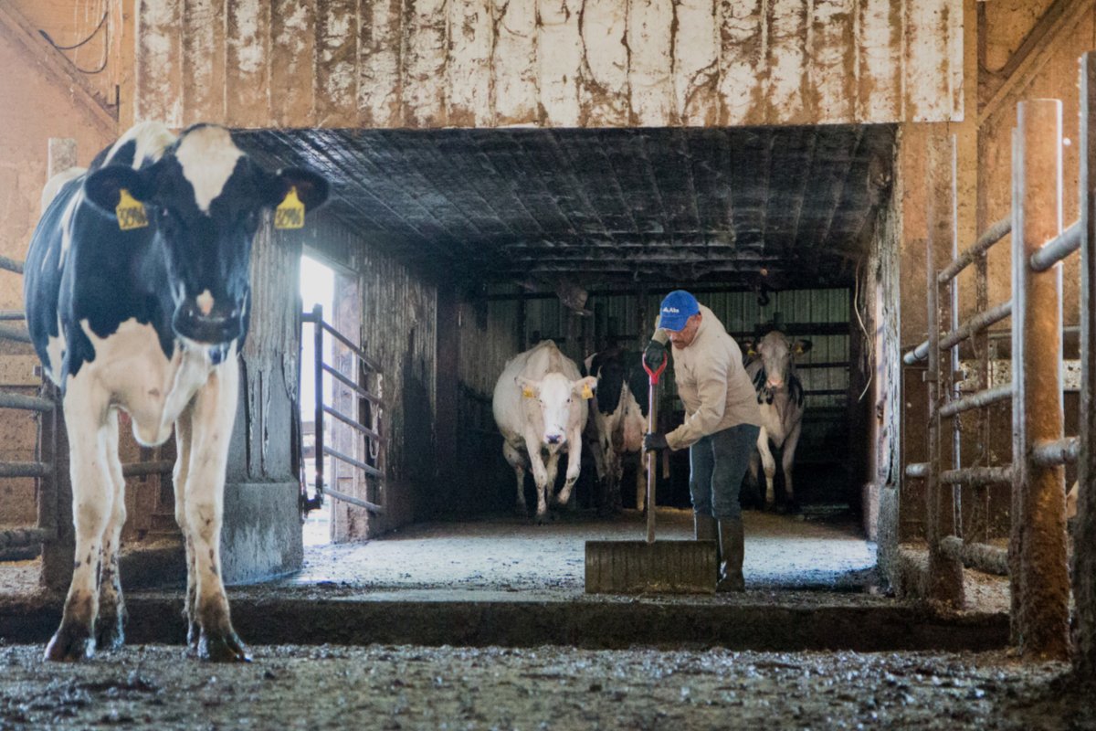 A Milk with Dignity worker in a barn. (Photo courtesy of Migrant Justice)