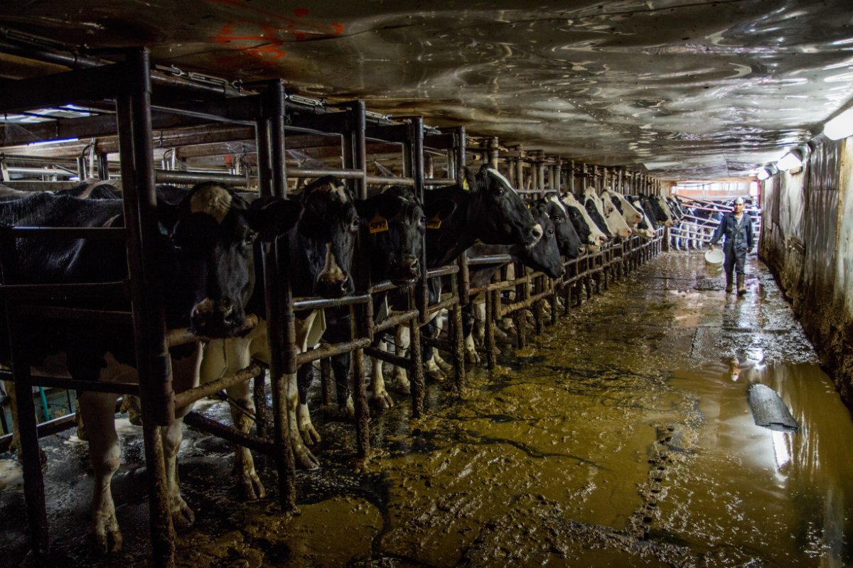 A dairy worker in a barn. (Photo courtesy of Migrant Justice)