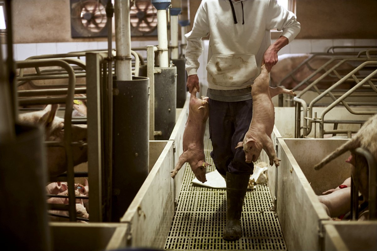 An animal-ag worker carries two piglets in a CAFO.