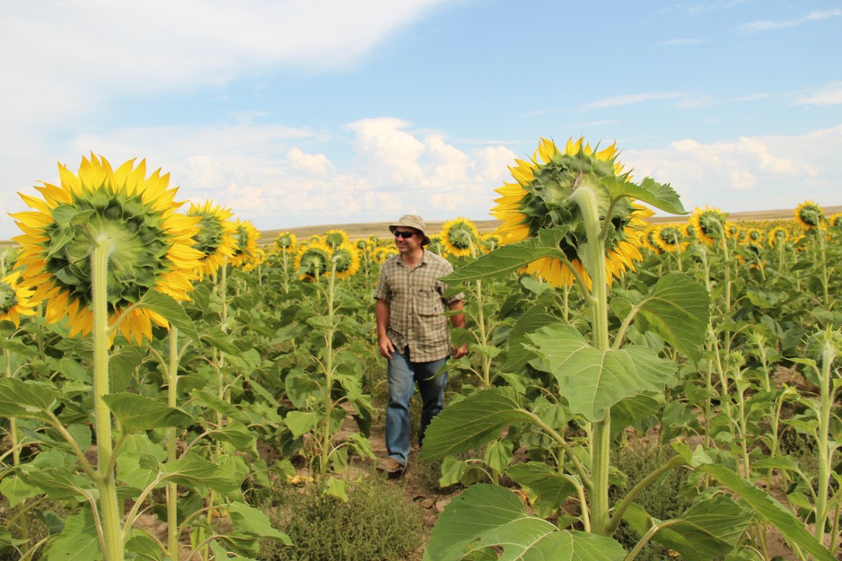 Farmer Doug Crabtree walks in his sunflower field (Photo by Jennifer Hopwood, Xerces Society)