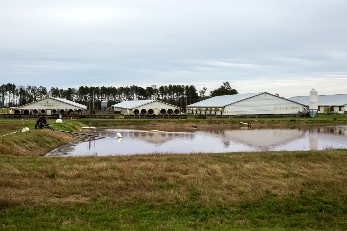 During Hurricane Florence, concentrated animal feeding operations (CAFOs) like this one in Warsaw, North Carolina, flooded the surrounding community with hog waste. (Photo credit: Justin Cook for Earthjustice)