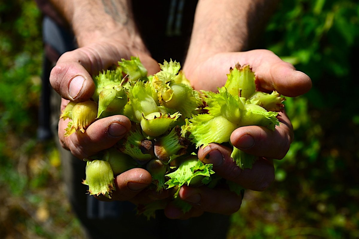 A handful of hazelnuts harvested by Nutwood Farm co-owner Kalyan Water. (Photo credit: Erik Hoffner/Mongabay)