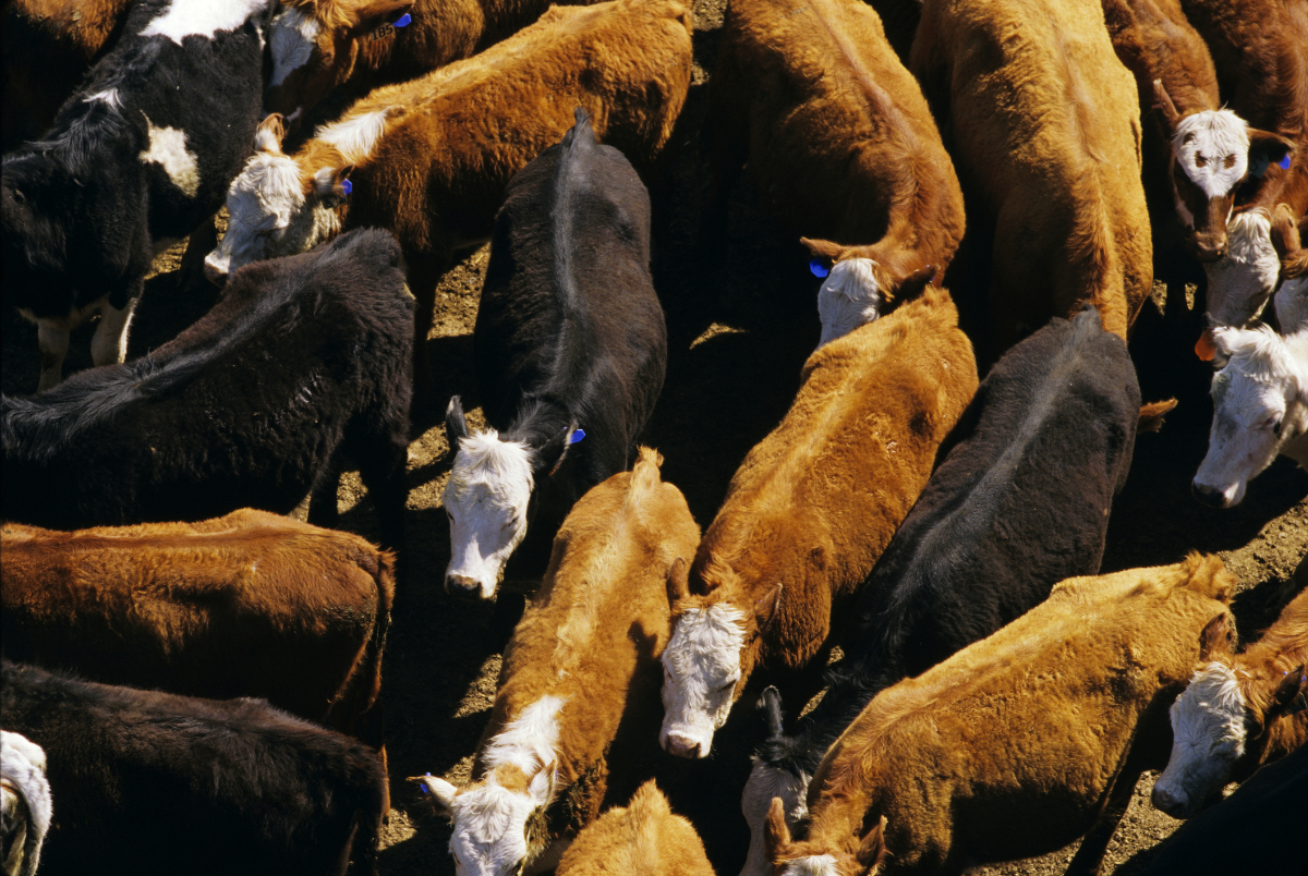 Agriculture - Overhead view of a mixed herd (Angus, Black Baldie, Hereford and Crossbred) of beef cattle at a feedlot; near Stillwater, Minnesota, USA.