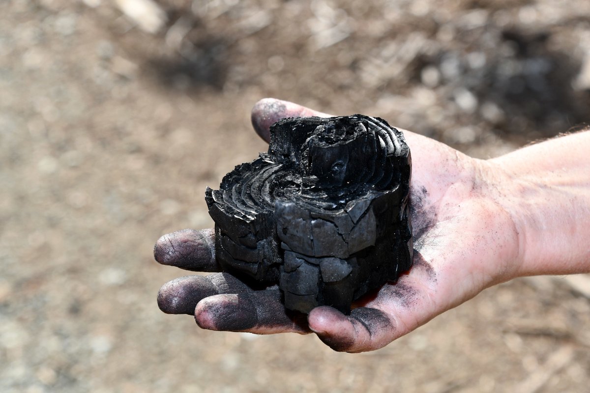 Ken Carloni of the nonprofit Yew Creek Land Alliance holds a piece of biochar created from thinned, overcrowded conifer in Yew Creek Forest, Oregon. (Photo CC-licensed by NRCS Oregon)