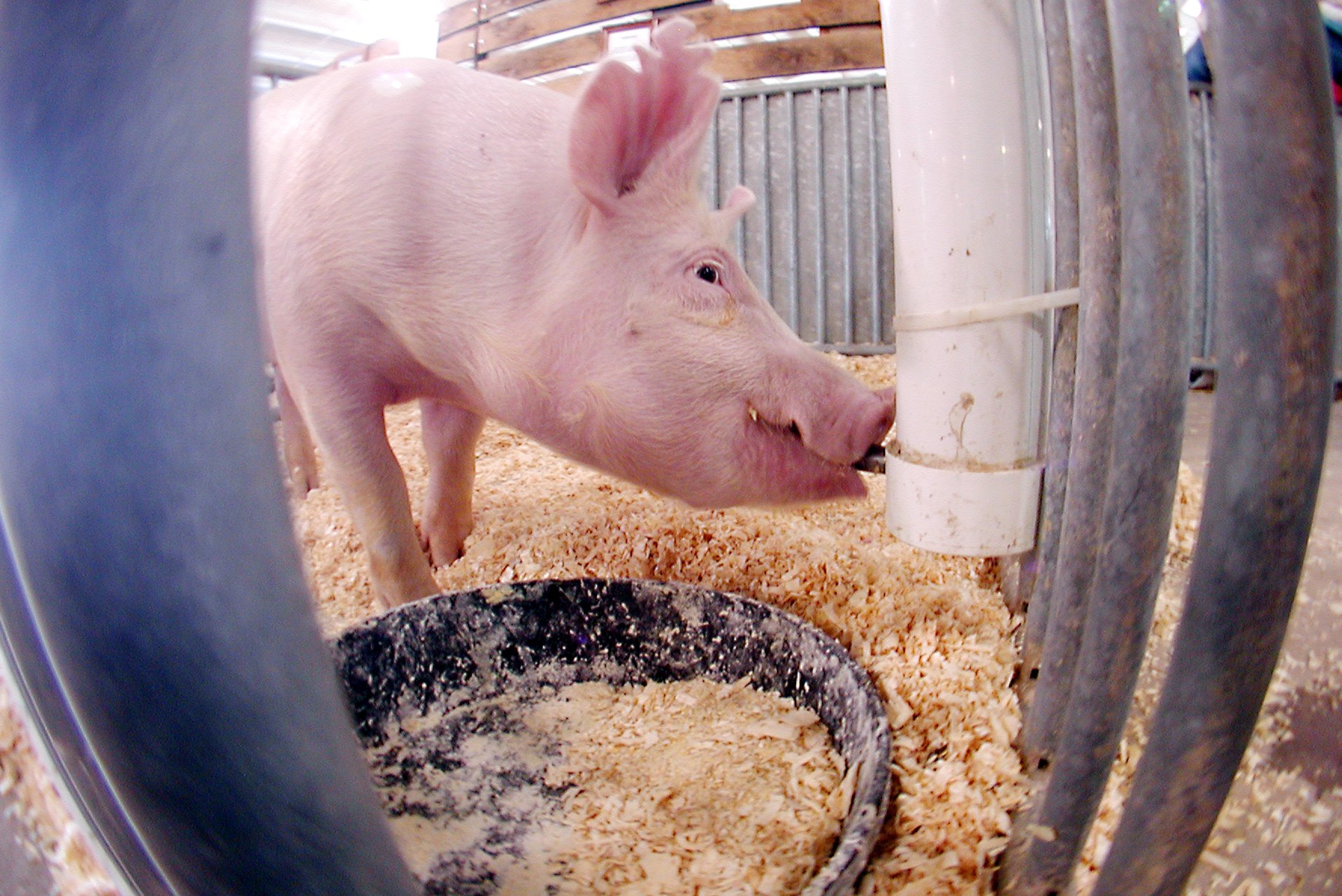 a pig eating antibiotic-filled feed in a hog barn