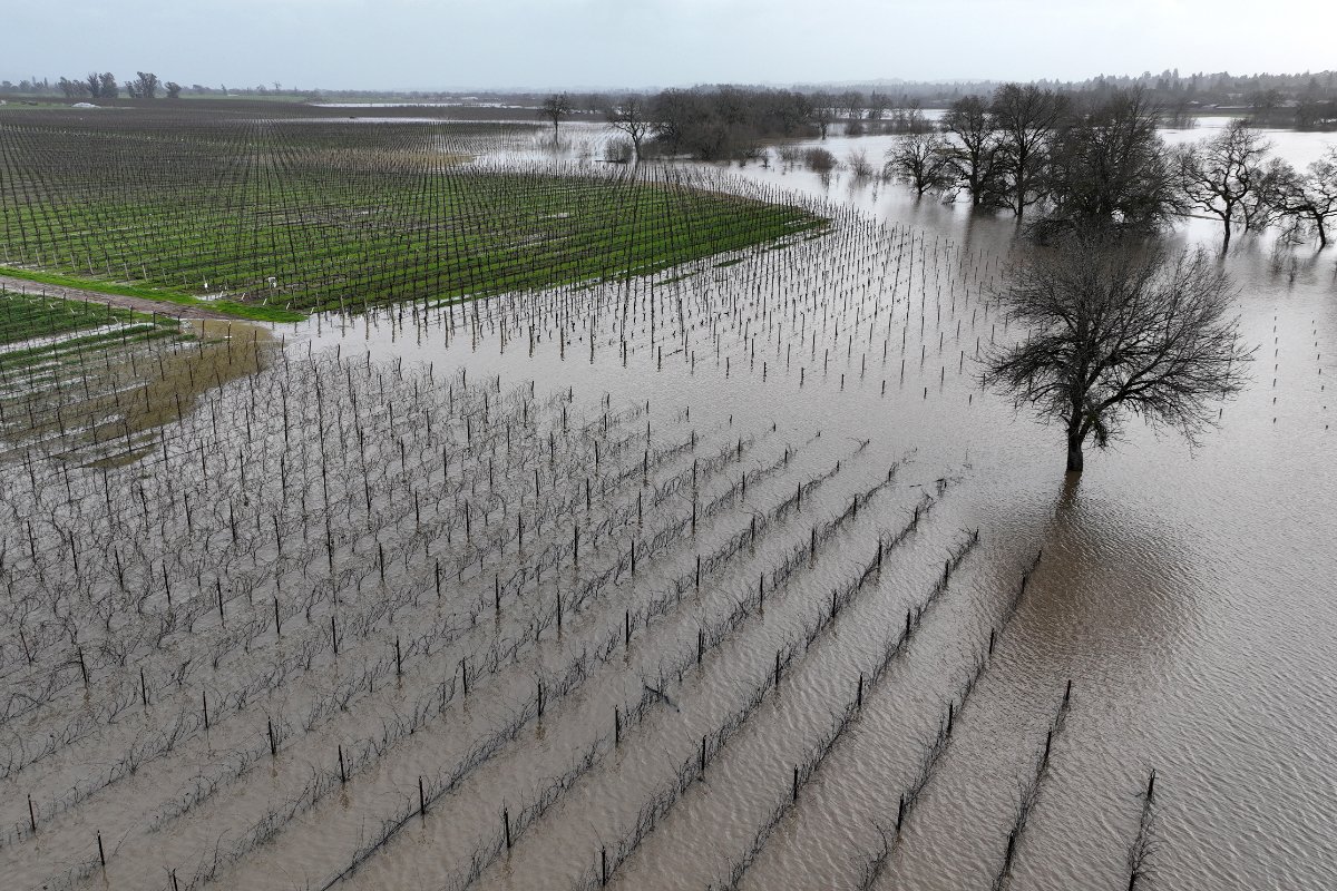 SANTA ROSA, CALIFORNIA - JANUARY 09: In an aerial view, water floods a vineyard on January 09, 2023 in Santa Rosa, California. The San Francisco Bay Area and much of Northern California continues to get drenched by powerful atmospheric river events that have brought high winds and flooding rains. The storms have toppled trees, flooded roads and cut power to tens of thousands. Storms are lined up over the Pacific Ocean and are expected to bring more rain and wind through the end of the week. (Photo by Justin Sullivan/Getty Images)