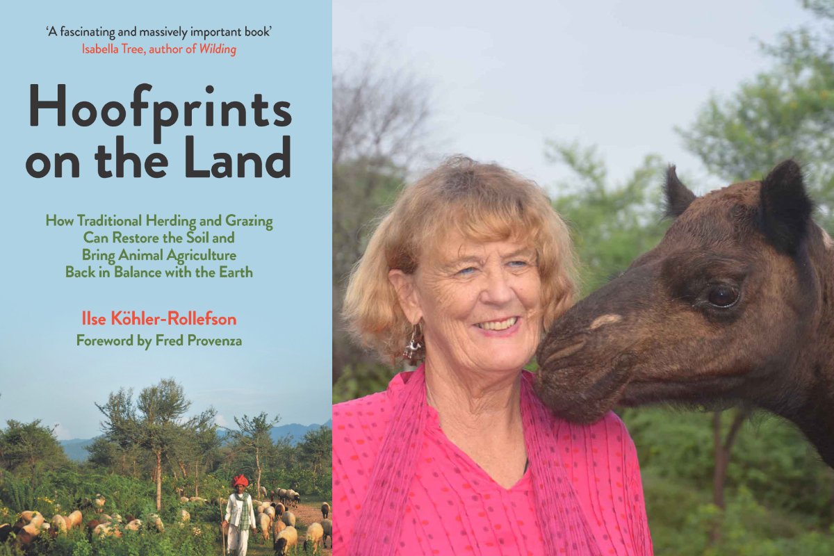 Ilse-Kohler-Rollefson, a camel, and the cover of the new book, hoofprints on the land