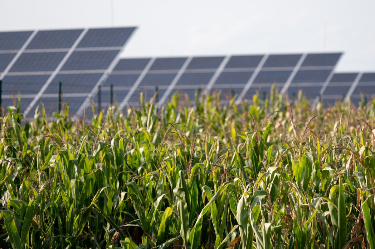 solar panels on a farm next to a corn field