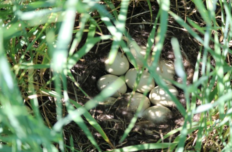 Mallard eggs sit in a nest in a Kernza field. (Photo courtesy of courtesy of the University of Manitoba)