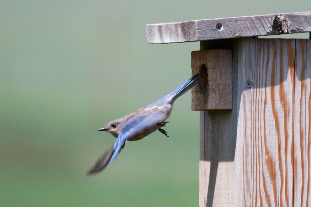 A Western Bluebird leaving its nestbox on a farm. (Photo credit: Kevin Cole)