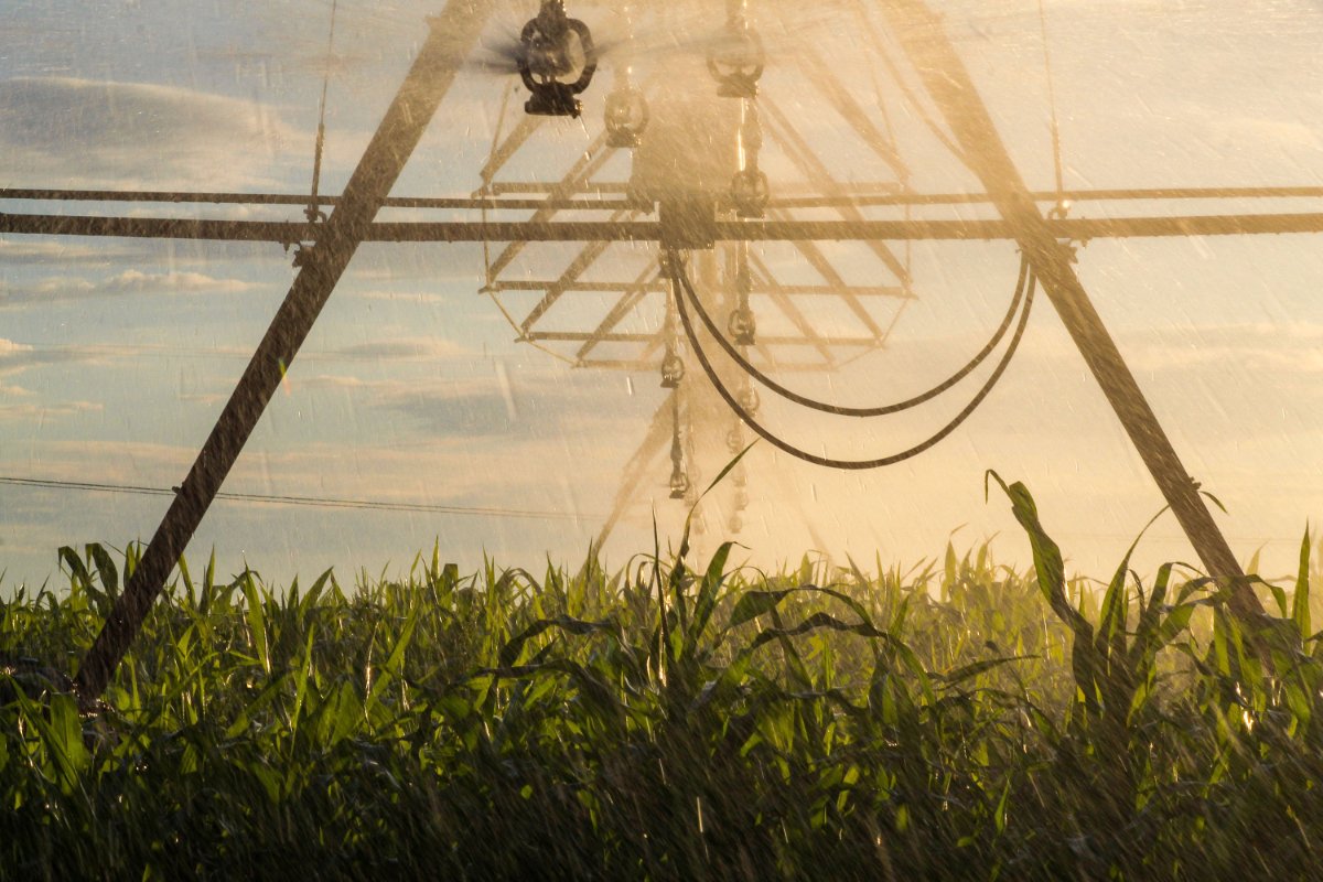 A close-up view of center-pivot irrigation watering corn on NAPI farmland. (Photo courtesy of NAPI)