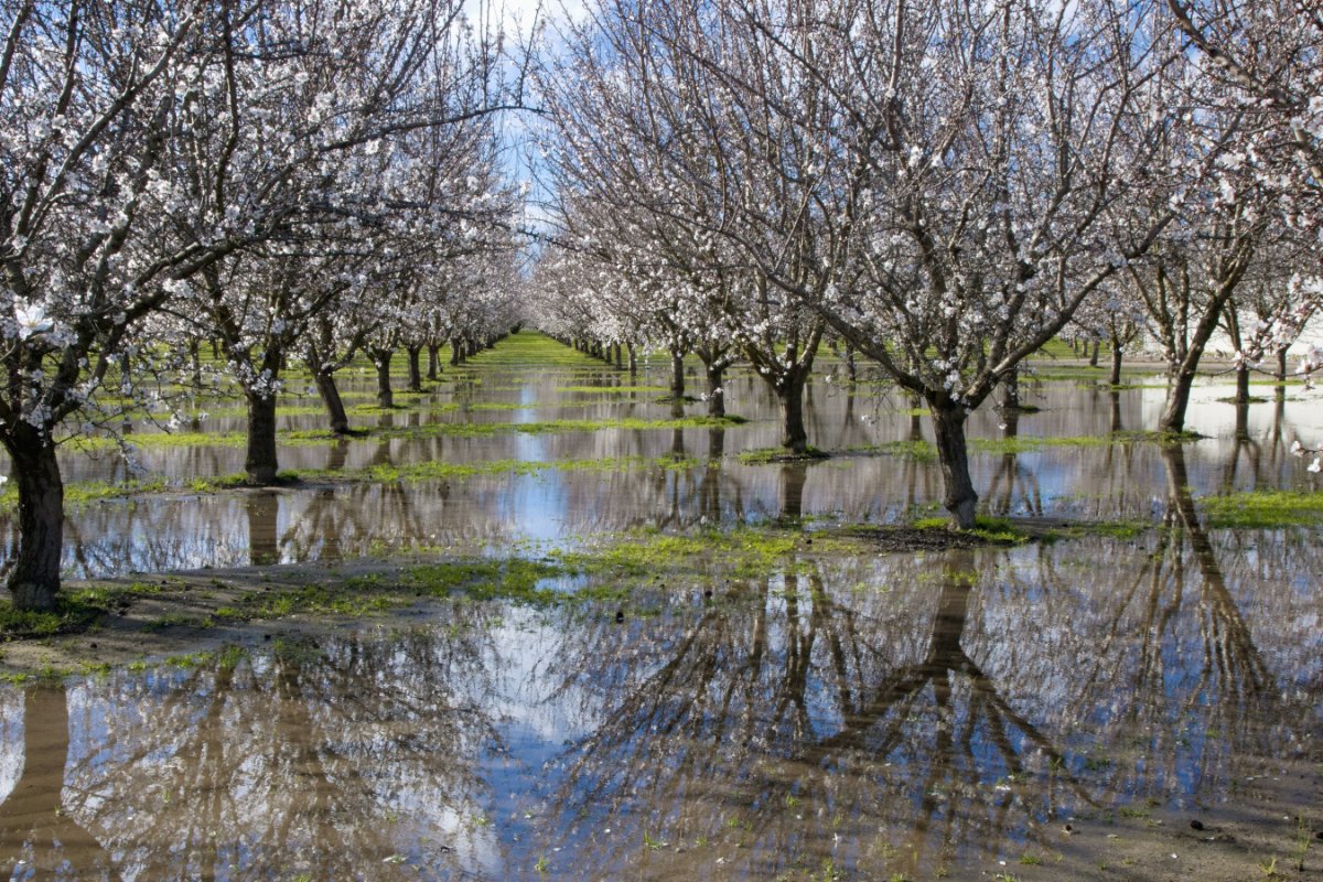 Agriculture - Standing water in a blooming almond orchard cause by excessive rain / near Manteca, California, USA.