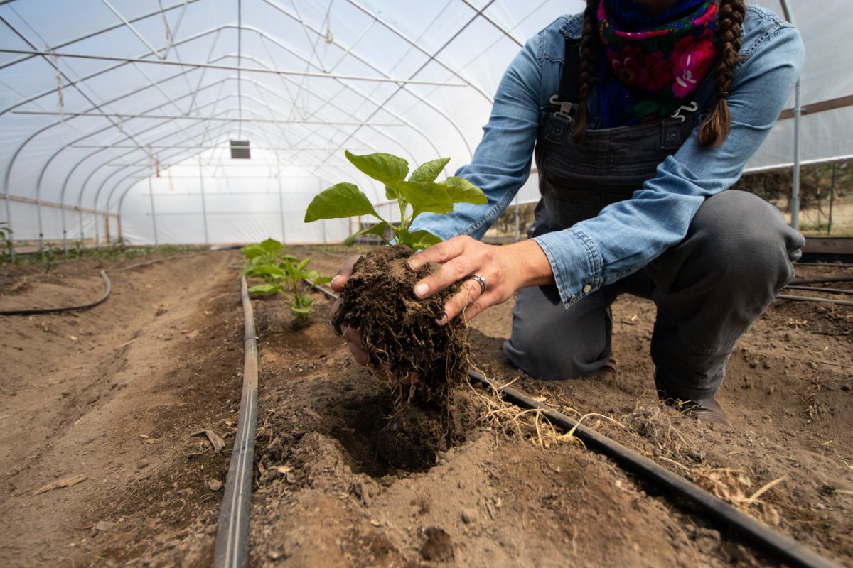 Spring Alaska Schreiner, owner and principal ecologist at Sakari Farms, reaches down to lift a planting and its root systems inside one of six smaller greenhouses. (Photo courtesy of Sakari Farms)