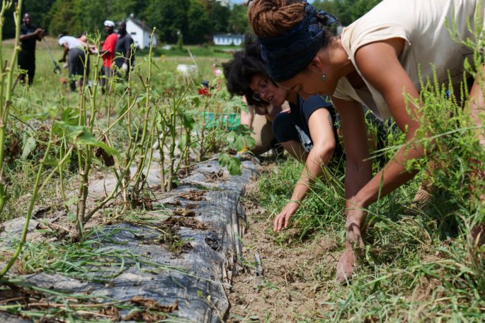 Black Farmers working in the fields at Big Dream Farm. (Photo credit: Jared Davis)