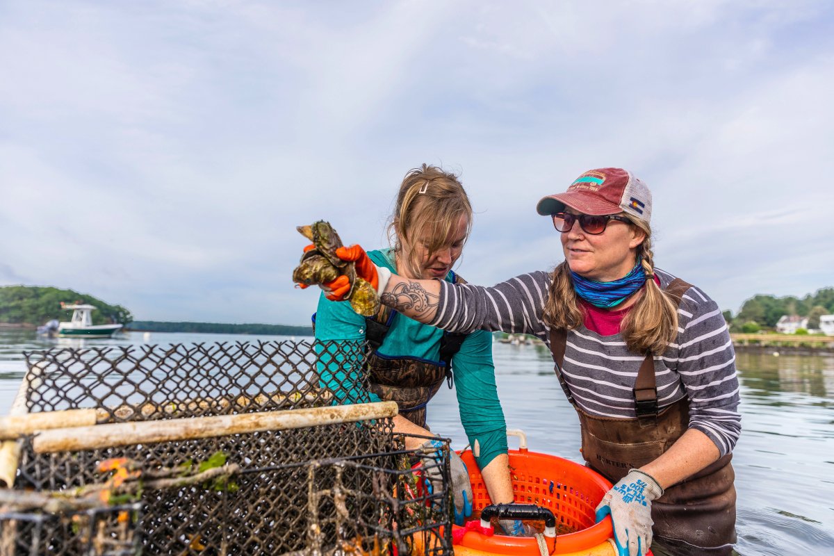 Krystin Ward (right) and her sister Laura Brown harvest oysters at their oyster farm in Little Bay in Durham, New Hampshire. Krystin and Laura participate in The Nature Conservancy's SOAR program. (Photo credit: Jerry Monkman EcoPhotography)