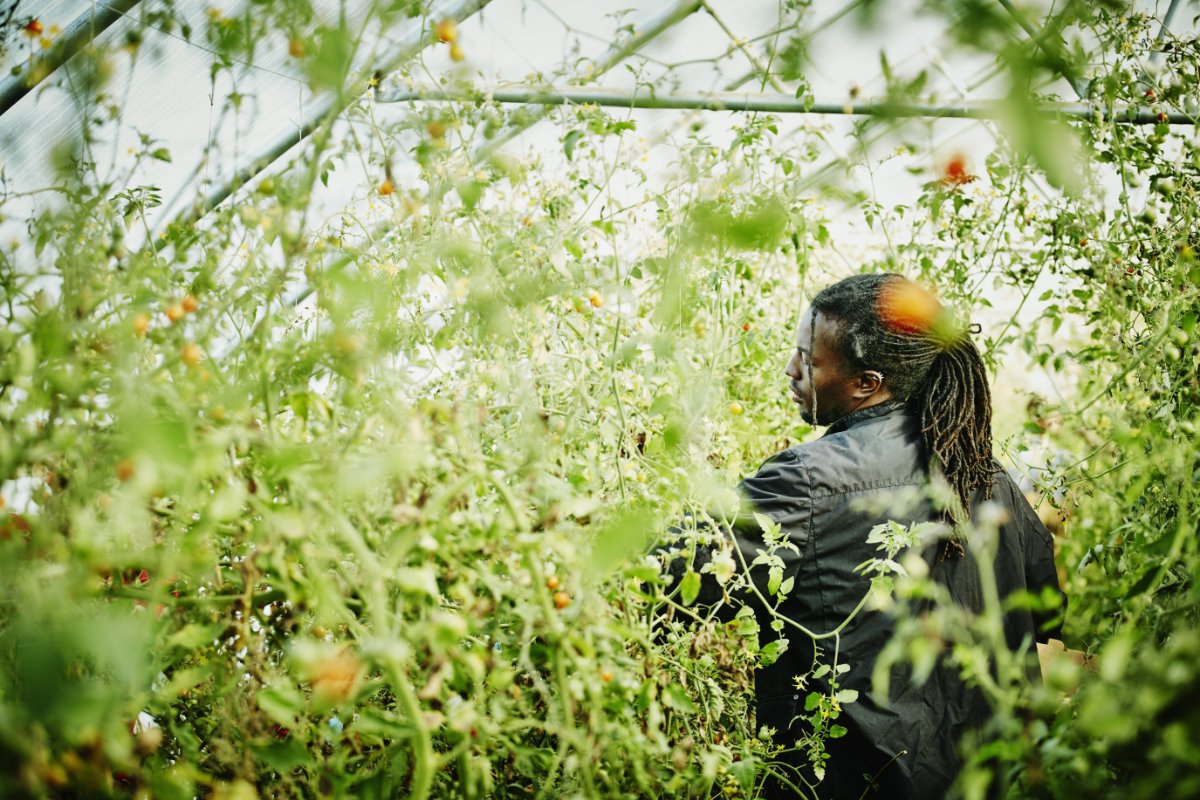 a black farmer picks tomatoes while waiting for him farm credit loan to come through